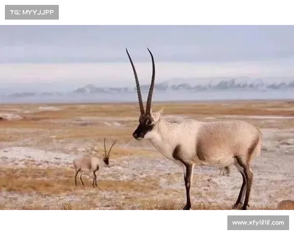 五大古代遗址深度探秘揭示黄金甲背后的神秘真相